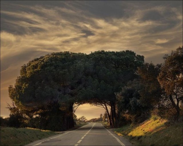 Porte d’arbres passant au dessus d’une route