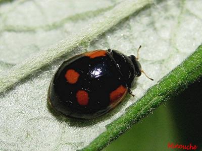 Coccinelle noire et à taches rouges.